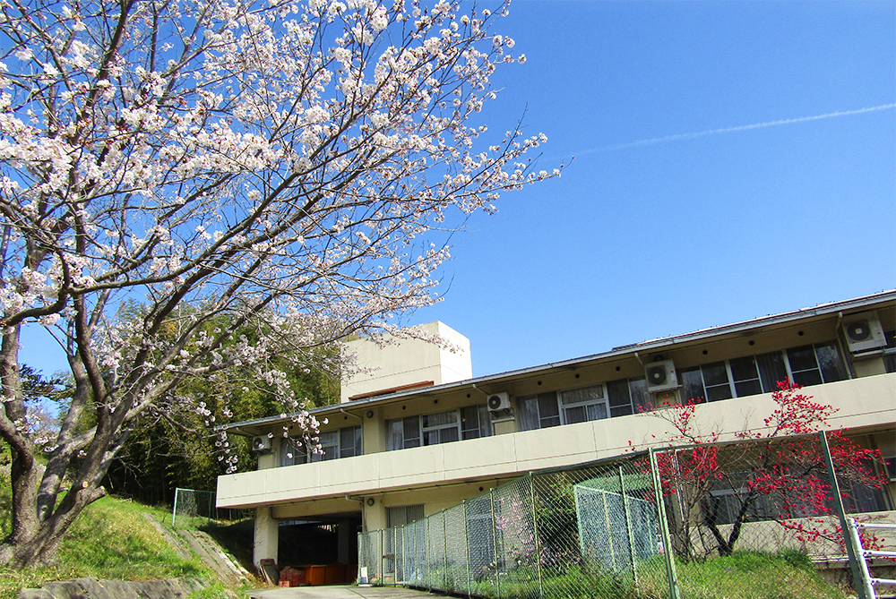 桜開花